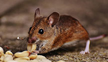 24 Hour & Emergency Exterminators in Ages Brookside, KY